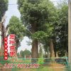 批發(fā)香樟 香樟樹(shù)基地 全冠移植香樟 精品多桿獨(dú)桿香樟