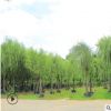 優質柳樹垂柳 基地直銷 綠化垂柳易成活 可供公園小區美化批發
