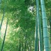 出售金鑲玉竹 清水淡竹 青竹苗 凈化空氣 量大價(jià)格優(yōu)惠