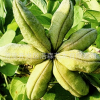 新牡丹籽 油用牡丹種 榨油牡丹籽批發(fā)量大優(yōu)惠