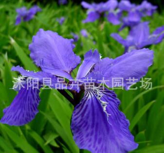 大量供應(yīng)綠化苗木 地被植物 宿根花卉 鳶尾苗 藍鳶尾苗