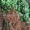 綠化苗木大葉女貞樹苗 行道樹高桿大葉女貞樹苗 大葉女貞苗批發(fā)