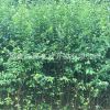供應(yīng)各種規(guī)格綠化苗木灌木觀花植物叢生獨(dú)桿小葉女貞樹苗小葉女貞