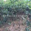 四季金桂花樹苗 桂花樹苗批發(fā) 嫁接苗大桂花樹盆景