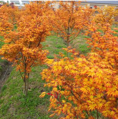 園林綠化苗木黃金楓樹苗橙之夢(mèng)紅楓樹苗三季紅日本楓樹苗風(fēng)景樹苗