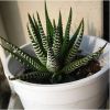 仙人多肉植物 條紋十二卷 室內(nèi)桌面 盆栽植物