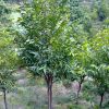 北京苗圃供應(yīng)綠化苗木 白木香 樹形好保成活免費(fèi)送貨上門