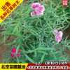 基地批發(fā)常夏石竹美國(guó)石竹五彩石竹地被觀花草花送貨上門