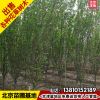 5公分西府海棠樹苗基地花樹批發(fā)價(jià)格6公分西府海棠苗木行道樹綠化