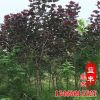 基地直銷(xiāo)行道綠化紅楊樹(shù)苗 優(yōu)質(zhì)速生紅楊樹(shù)苗 根系發(fā)達(dá)紅楊樹(shù)苗