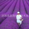 進口薰衣草種子 四季 易種 普羅旺斯薰衣草種籽