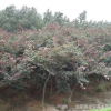 出售綠化苗木、 加拿大紫荊 、紫葉紫荊 、工程綠化苗木批發