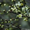 出售50公分高 綠梅小苗 紅綠梅苗 規(guī)格齊全 量大優(yōu)惠
