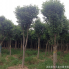 供應(yīng)大葉女貞小苗 高桿女貞 大葉女貞8--12公分 批發(fā)樹苗