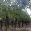 大量供應(yīng)綠化苗木 紅綠梅 規(guī)格齊全 量大優(yōu)惠