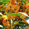 批發(fā)優(yōu)質(zhì)桂花樹 精品桂花樹價格便宜萬畝苗木選購