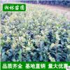 茶梅小苗專業基地 工程苗茶梅 茶梅庭院綠化植物盆栽花卉 籬笆苗