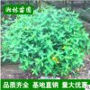 金絲桃球苗木基地直銷 金絲桃球苗 小毛球 色塊苗 灌木 喬木批發(fā)