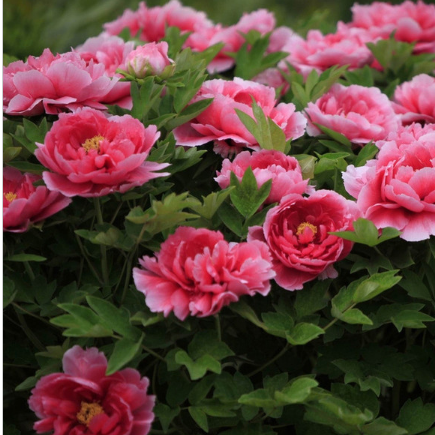 供應金利花卉牡丹