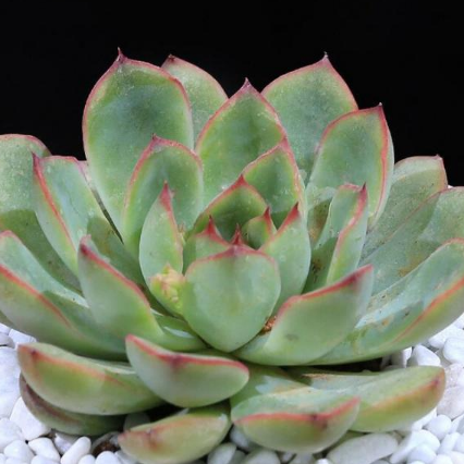 花月夜多肉植物花草綠植 肉肉花卉 空氣凈化 辦公室內