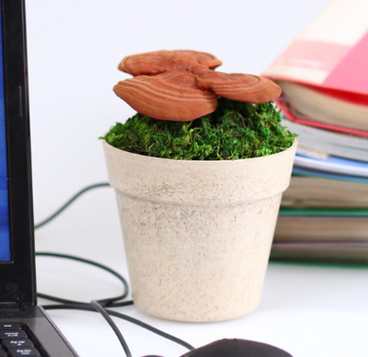 靈芝場批發鮮活可食用赤靈芝小盆栽桌面花卉創意盆景花草