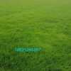 基地提供臺(tái)灣青草皮 四季青草坪 耐踐踏草坪