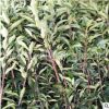 法國冬青 青珊瑚 珊瑚樹 花葉珊瑚 規格品種齊全 量大從優工程綠