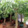 批發(fā)室內(nèi)大型植物平安樹(shù) 幸福樹(shù)盆栽 平安樹(shù) 觀葉植物 室內(nèi)幸福樹(shù)