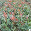 基地直銷紅葉石楠地被 優質小毛球 各種規格花卉 園林綠化