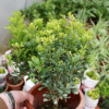 開花盆景植物 米蘭花 室內(nèi)客廳綠植盆栽 驅(qū)蚊子 四季常青米蘭盆栽