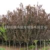 批發 紫葉李樹苗優質綠化苗木紫葉李 紅葉李小苗規格齊全紅葉李苗