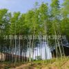 基地批發(fā)綠化工程苗毛竹 庭院觀賞綠植毛竹苗 規(guī)格全毛竹樹苗
