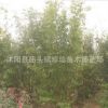 批發(fā)慈孝竹 孝順竹 竹子苗 竹根庭院綠化觀賞 園林工程慈孝竹小苗