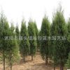 基地供應優(yōu)質刺柏樹苗 刺柏苗木 行道綠化苗 刺柏小苗