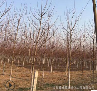 蘇北基地直銷美國紅楓綠化苗木 秋火焰 紅點(diǎn)庭院盆栽美國紅楓小苗
