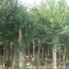 基地批發三角楓苗 優質三角楓樹苗 庭院綠化防護樹 規格齊全