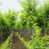 速生苗木繁殖基地 批發金葉榆小苗 彩葉樹木耐寒耐旱金葉榆樹