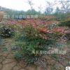 西安綠化苗木批發(fā) 南天竹基地 紅色小灌木 周至營(yíng)養(yǎng)杯南天竹樹苗