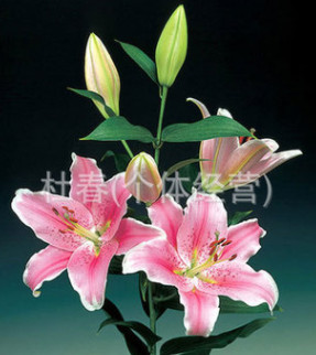 昆明鮮花批發　百合花批發，玫瑰花，康乃馨，菊花