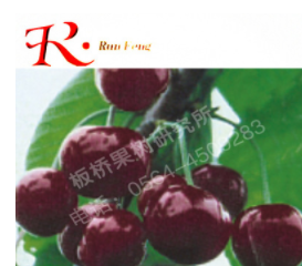 果樹苗 嫁接櫻桃蜜濃櫻桃苗櫻桃 車厘子櫻桃 煙臺大櫻桃苗