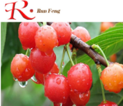 李子樹苗美翠六號李子苗木果樹苗木價格嫁接李子果樹苗價格