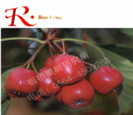 廠家供應，桃樹苗，紅血1號，桃樹新品種 歡迎選購 包存活率