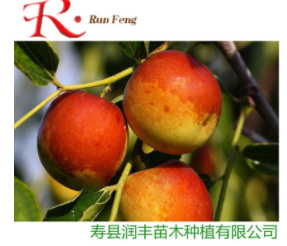 冬棗三號優系棗 果樹苗批發棗樹苗嫁接苗當年結果 潤豐苗木