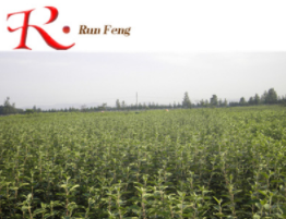 南方北方種植當年結果苗翠玉梨樹苗嫁接庭院 果樹苗 優質梨子樹苗