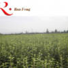 南方北方種植當年結果苗翠玉梨樹苗嫁接庭院 果樹苗 優質梨子樹苗