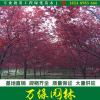 日本紅楓基地自產日本紅楓規格全數量大日本紅楓苗圃直銷批發