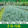 批發日本矮麥冬苗圃自產自銷日本矮麥冬草坪基地直銷日本矮麥冬草