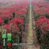 批發紅葉石楠柱苗圃自產自銷紅葉石楠柱沭陽基地紅葉石楠柱小苗