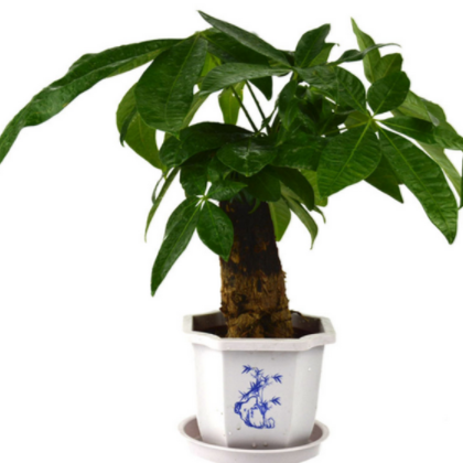 發財樹多單桿盆栽花卉水培綠植觀葉盆景多肉