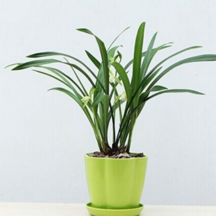 蘭花苗春蘭老八種綠植盆栽花卉